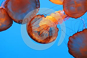 Beautiful orange and gold sea nettle jelly fish with long tentacles float through deep blue water.