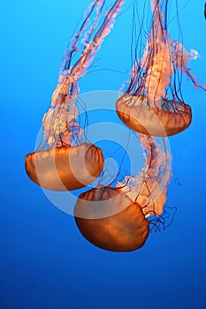 Beautiful orange and gold sea nettle jelly fish with long tentacles float through deep blue water.