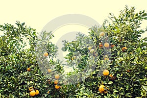 Beautiful and Orange Grove