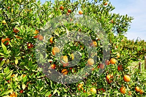 Beautiful orange grove in Northern Morocco photo