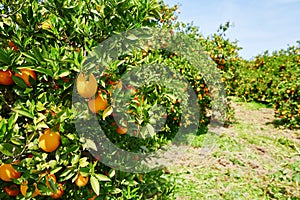 Beautiful orange grove in Northern Morocco photo