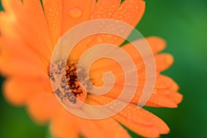 Beautiful orange head flower with drops close up shot after rain. Bright summer background with macto shot flowers calendula,