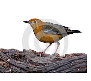 Beautiful orange-headed thrush bird perched on a tree branch isolated on a white background
