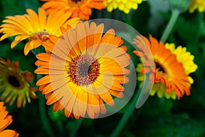 Beautiful orange herbera close-up