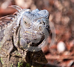 Beautiful orange iguana with large dewlap