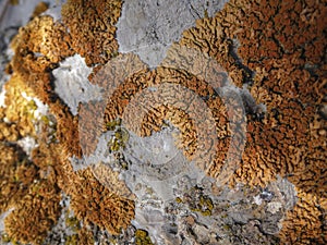 Beautiful orange lichen Xanthoria elegans on a gray stone on top of Ai-Petri mountain in Crimea. Natural beauty of elegant sunburs