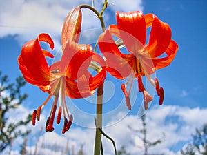 Beautiful orange lily against the sky with white clouds