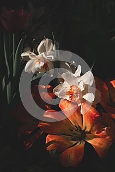 Beautiful orange lily on dark background, mood springtime