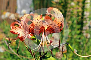 Beautiful orange lily flower, on a background of grass close-up