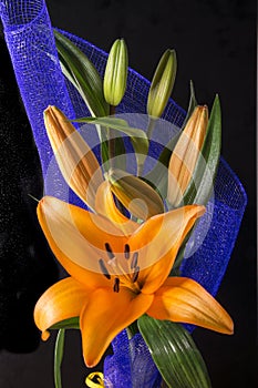 Beautiful orange lily flower on black background