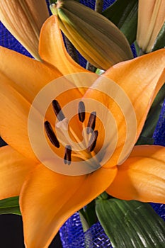 Beautiful orange lily flower on black background photo