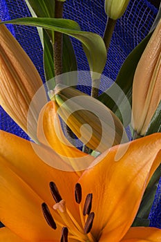 Beautiful orange lily flower on black background photo