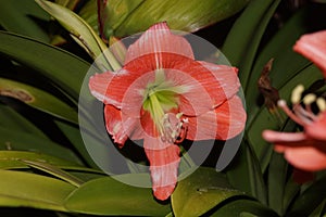 Beautiful orange lily flower with green leases