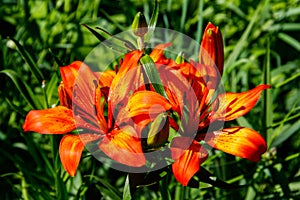 Beautiful orange lily on flowerbed in garden