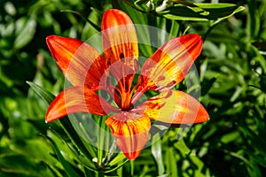 Beautiful orange lily on flowerbed in garden