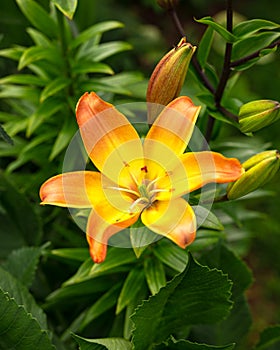 Beautiful orange lily flowers in summer garden