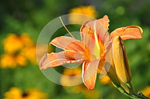 Beautiful orange lily (lillium) in the garden photo