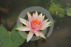 Beautiful orange lotus flower in pond.
