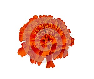 Beautiful Orange Marigold flower isolated on white background with clipping path. Tagetes erecta, Mexican marigold, Aztec marigold