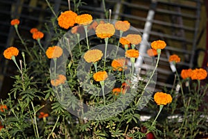 Beautiful orange Marigold flower