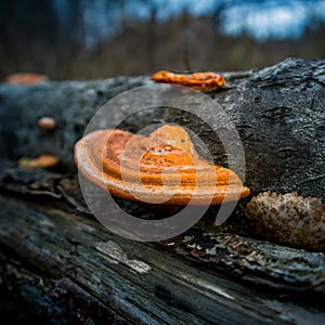 A beautiful, orange mushroom growing on an old, rotten tree stump. Spring scenery in forest with fungi.