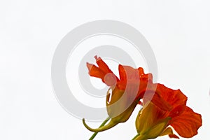 Beautiful Orange Nasturtium flowers isolatedon white background