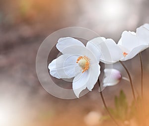 Beautiful Orange Nature Background.Abstract Artistic Wallpaper.Art Macro Photography.Creative Amazing Floral Photo.Anemone Flower.