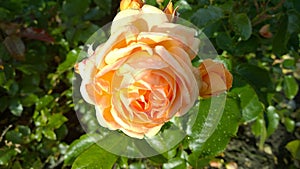 Beautiful orange nostalgic rose in a garden. Flowers Blossom. Floral close up. Shrub. Roses cultivars, selection. Single flower. C