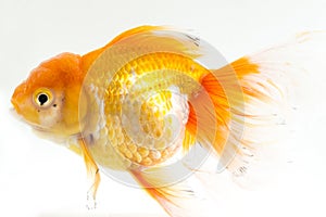 Beautiful Orange Oranda Goldfish Carassius auratus diving in fresh water glass tank