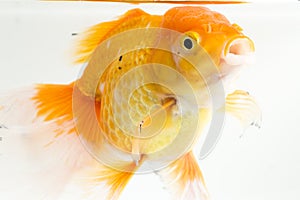 Beautiful Orange Oranda Goldfish Carassius auratus diving in fresh water glass tank