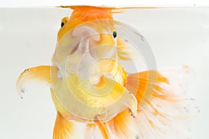 Beautiful Orange Oranda Goldfish Carassius auratus diving in fresh water glass tank