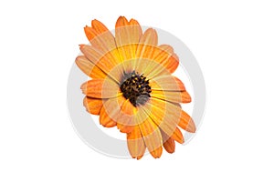 beautiful orange osteospermum or african daisy flower isolated