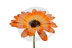 beautiful orange osteospermum or african daisy flower isolated