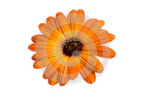 beautiful orange osteospermum or african daisy flower isolated