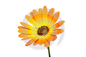 beautiful orange osteospermum or african daisy flower isolated