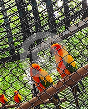 Beautiful orange Parrots. Lovebirds in nest