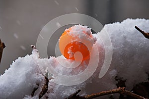 beautiful orange ping pong ball in the snow