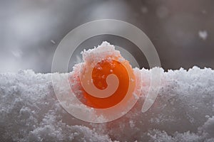 beautiful orange ping pong ball in the snow