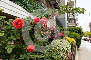 Beautiful Orange and Pink Rose Bushes along a Residential Sidewalk during Spring in Astoria Queens New York