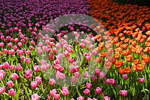 beautiful orange and pink tulip in the garden, natural background in springtime