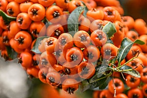 Beautiful orange plant growing in the yard, Serbia