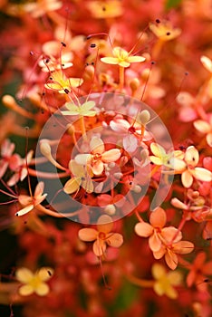 Beautiful Orange red Ashoka tree flower blooming