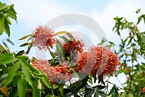 Beautiful Orange red Ashoka tree flower blooming in garden