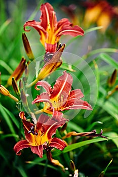 Beautiful orange red daylily flowers surrounded by emerald greenery in the summer garden. vertical frame, nature background