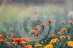 Beautiful orange red marigold flowers and leaves during watering. Tagetes