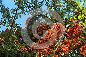 Beautiful orange ripe hawthorn berries Pyracantha angustifolia on tree with green leaves. Absolutely amazing autumn colors