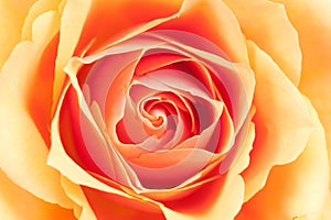 Beautiful orange rose