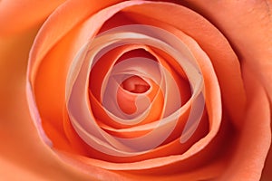 Beautiful orange rose