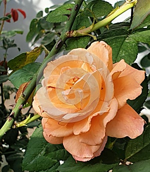 Beautiful orange rose bloom in the mornig.