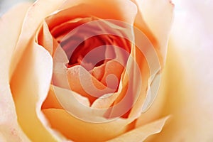 Beautiful orange rose close up photo